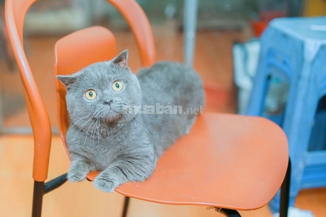 Nhận phối mèo Bicolor Cinnamon Munchkin chân lùn tai cụp 