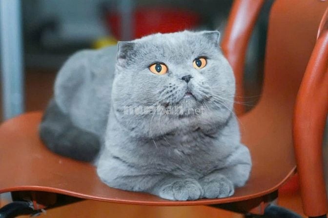 Nhận phối mèo Bicolor Cinnamon Munchkin chân lùn tai cụp 