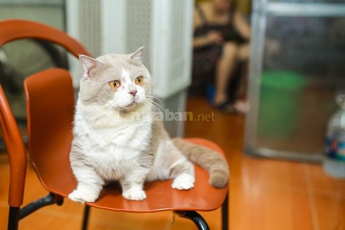 Nhận phối mèo Bicolor Cinnamon Munchkin chân lùn tai cụp 