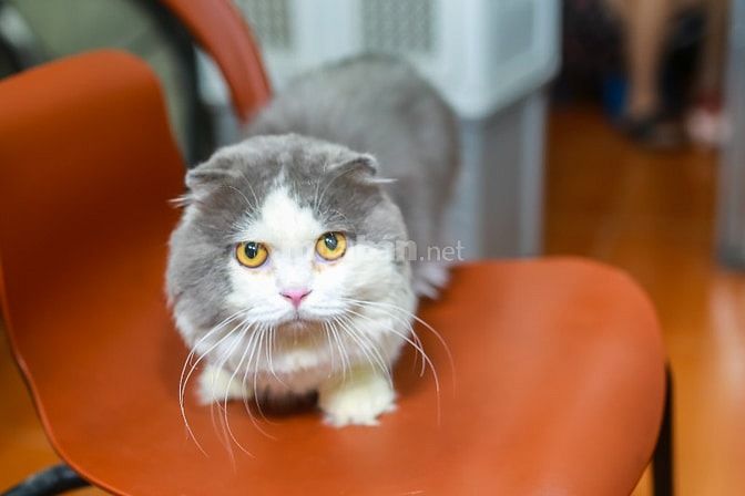Nhận phối mèo Bicolor Cinnamon Munchkin chân lùn tai cụp 