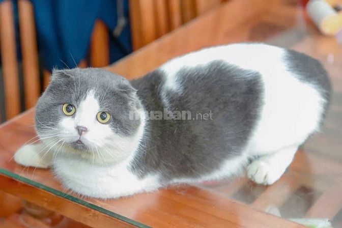 Nhận phối mèo Bicolor Cinnamon Munchkin chân lùn tai cụp 