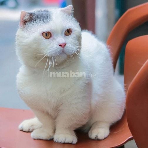 Nhận phối mèo Bicolor Cinnamon Munchkin chân lùn tai cụp 
