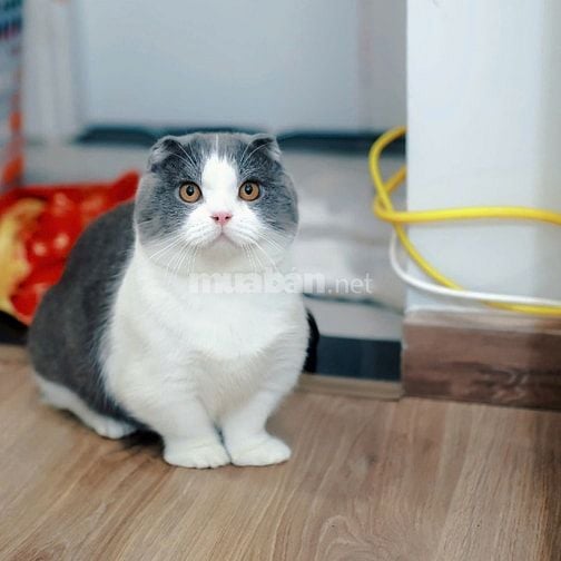 Nhận phối mèo Bicolor Cinnamon Munchkin chân lùn tai cụp 