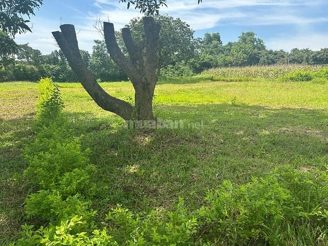 Bán đất sổ đỏ chính chủ sang tay ngay tại Xã Thanh Mỹ, Sơn Tây, Hà Nội