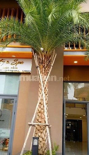 Chính chủ bán Shophouse mặt tiền đường Trần Văn Kiểu quận 6