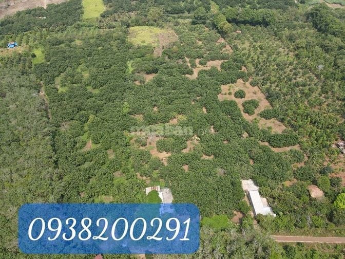 Nhà vườn sinh thái 3,2ha tại Sông Xoài Phú Mỹ nay thuộc Hồ Chí Minh