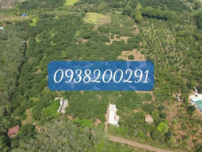 Nhà vườn sinh thái 3,2ha tại Sông Xoài Phú Mỹ nay thuộc Hồ Chí Minh