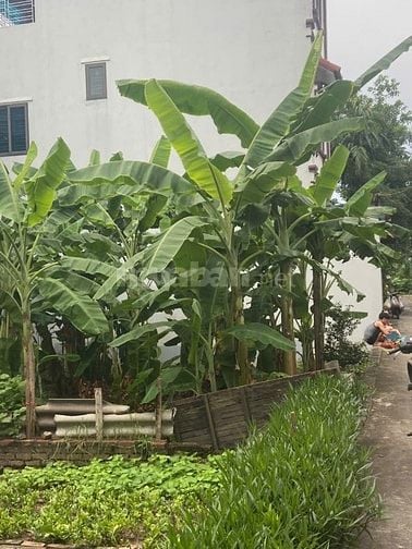GIA ĐÌNH CẦN BÁN ĐẤT KHU VỰC CHỢ QUẢNG BỊ