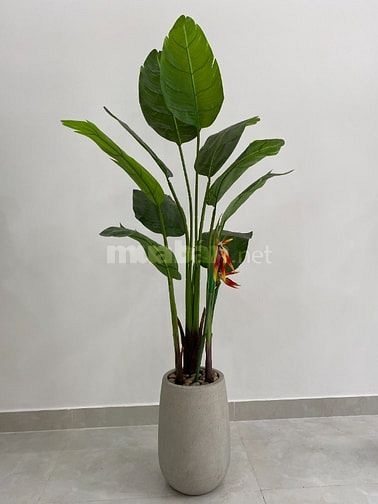 Chậu cây cảnh giả trang trí nhà cửa, Studio, Spa, Nhà hàng, khách sạn 