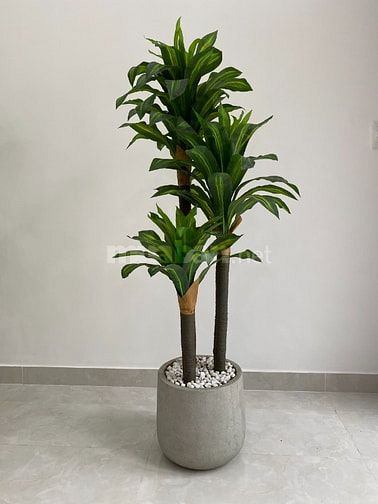 Chậu cây cảnh giả trang trí nhà cửa, Studio, Spa, Nhà hàng, khách sạn 