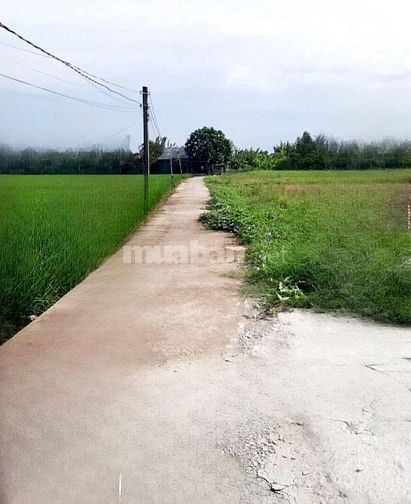 CHÍNH CHỦ BÁN ĐẤT GIÁ RẺ CHỈ 590 TRIỆU 150M² FULL THỔ CƯ GẦN CHỢ CHÁNH
