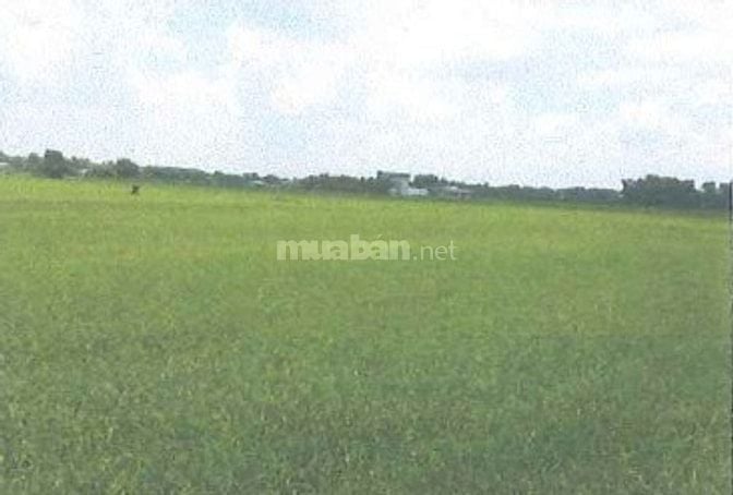Bán 2.326,9m2 LUA tại ấp An Định, X.An Ninh Đông, H.Đức Hòa, Long An