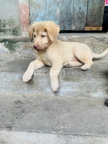 Gia đình cần bán đàn cún con lai, màu nâu, đen, bố 45kg