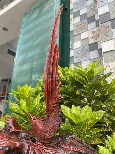 CHIM TRĨ UYÊN ƯƠNG ĐẸP ĐỘC LẠ 