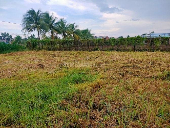 Bán đất KCN Tân Hương, 520tr, 115m2, pháp lý đầy đủ.