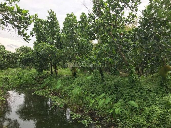 Đất Mặt Tiền Xe Hơi Trồng Sầu Riêng Cái Bè Tiền Giang