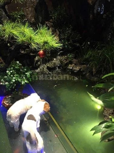 Bán nhà khu phân lô Lạc long Quân Tây hồ Hà Nội