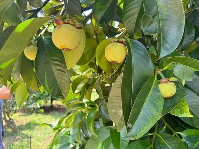Chú Em Vườn Nghỉ Dưỡng 3.800m² Nhà Sẵn, 2 Mặt Tiền Đường 770B Hưng Lộc