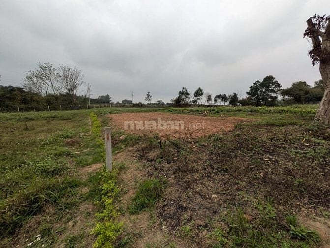 Cần bán lô đất tại phường Tùng thiện TP Hà Nội