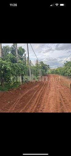 Cần bán 3,9 hecta Mặt tiền 270m Tại Ninh Gia, Đức Trọng, Lâm Đồng