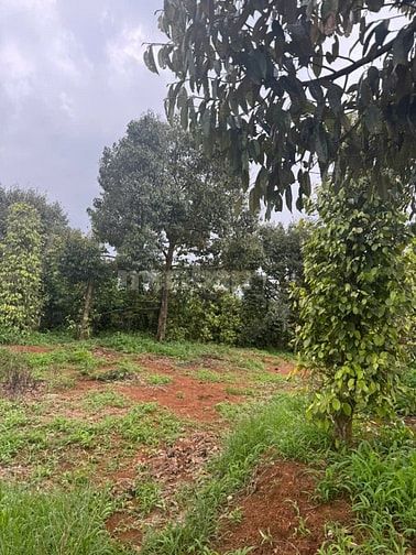 Cần bán 3,9 hecta Mặt tiền 270m Tại Ninh Gia, Đức Trọng, Lâm Đồng