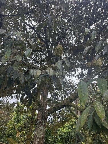 Cần bán 3,9 hecta Mặt tiền 270m Tại Ninh Gia, Đức Trọng, Lâm Đồng
