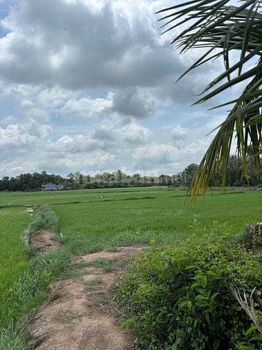 Cần bán 5653m2 đất lúa ven sông ấp 3,Tân Phước Tây, Tân Trụ, Long An