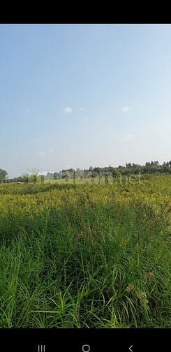 Bán 586m thổ cư mặt tiền đường 8 Kênh Đông Xã Tân Lập 2 Tân Phước