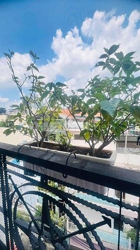 GẤP GIẢM 4 TỶ- MẶT TIỀN QUẬN 1- ĐƯỜNG 8M- 6 TẦNG- 43m2- 12,x TỶ TL