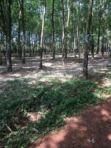 Chính chủ - Bán đất cao su mặt tiền đường kết nối DT 753 đi qua ngã tư