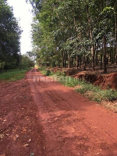 Chính chủ - Bán đất cao su mặt tiền đường kết nối DT 753 đi qua ngã tư