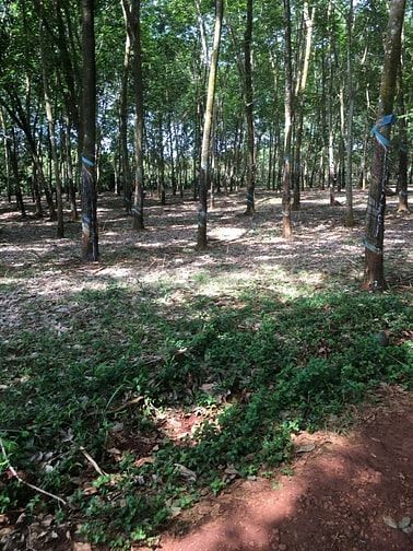 Chính chủ - Bán đất cao su mặt tiền đường kết nối DT 753 đi qua ngã tư
