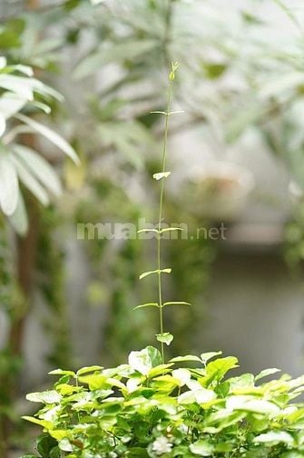 Cần chuyển nhượng căn hộ Dịch vụ Homstay  tại 19 Thợ Nhuộm