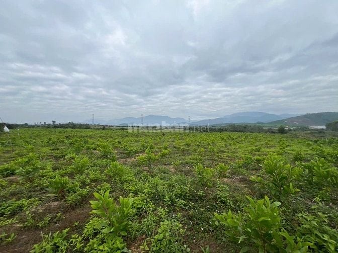 69.000đ/m2 bán đất làm vườn 10hecta Ninh Sơn, Tx Ninh Hoà, Khánh Hoà