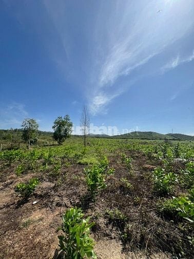 69.000đ/m2 bán đất làm vườn 10hecta Ninh Sơn, Tx Ninh Hoà, Khánh Hoà