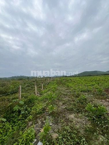 69.000đ/m2 bán đất làm vườn 10hecta Ninh Sơn, Tx Ninh Hoà, Khánh Hoà