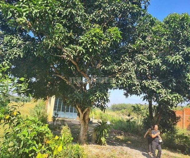 Đất chính chủ, mặt tiền đường nhựa 15m Long Bình