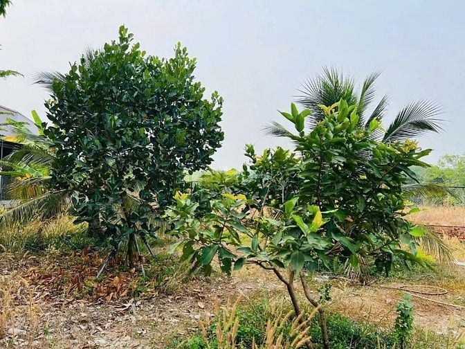 Đang Kẹt Cần Bán Vườn Sầu Riêng 2500m2 Thổ Cư sẵn, 600 triệu. 