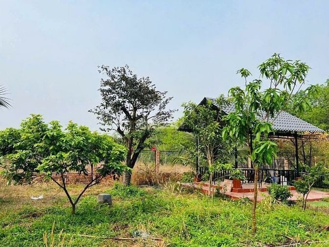 Đang Kẹt Cần Bán Vườn Sầu Riêng 2500m2 Thổ Cư sẵn, 600 triệu. 