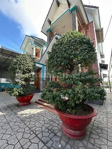CẦN BÁN GẤP CẶP CHẬU CÂY SẢNH 