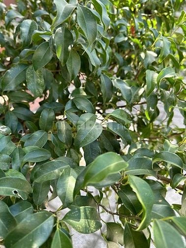 CẦN BÁN GẤP CẶP CHẬU CÂY SẢNH 