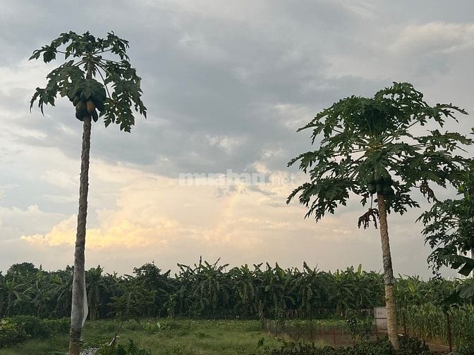 Nhượng nhà vườn tại Bãi giữa sông Hồng