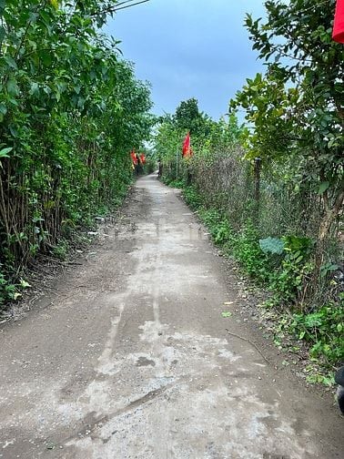 Nhượng nhà vườn tại Bãi giữa sông Hồng