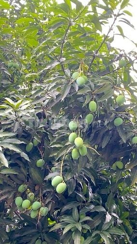 BÁN GẤP VƯỜN 3.800M² GẦN TP. LONG KHÁNH ĐÃ CÓ NHÀ & THỔ CƯ CHỈ 1,9 TR