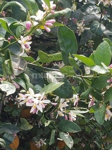 BÁN GẤP VƯỜN 3.800M² GẦN TP. LONG KHÁNH ĐÃ CÓ NHÀ & THỔ CƯ CHỈ 1,9 TR