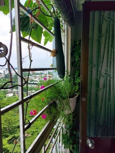 Ann cho thuê Cc Cửu long, 83m2 2PN NTĐ balcony rộng view Đông 