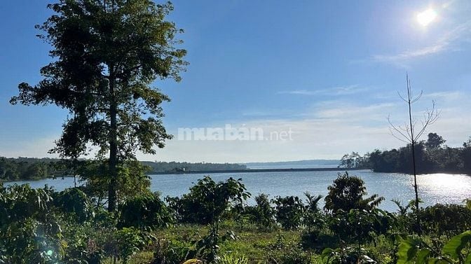 Bán đất vườn sầu riêng mặt hồ siêu đẹp