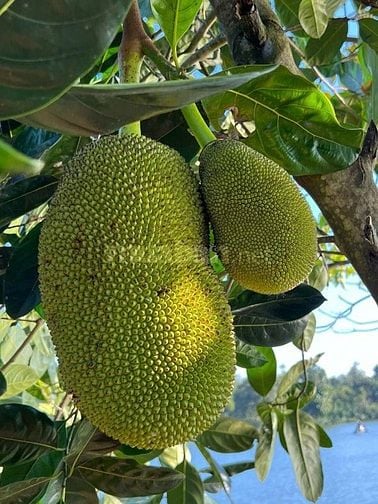 Bán đất vườn sầu riêng mặt hồ siêu đẹp