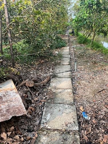 6Công GÓC 2MT ,ĐẤT SẦU RIÊNG MT ĐƯỜNG NHỰA 4tỷ8