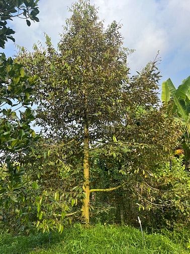 6Công GÓC 2MT ,ĐẤT SẦU RIÊNG MT ĐƯỜNG NHỰA 4tỷ8